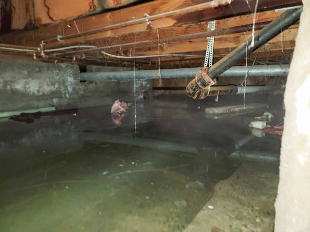 Best Local water damage restoration  in Brenham, TX